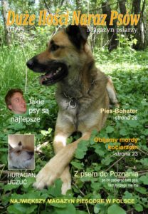 Duże Ilości Naraz Psów