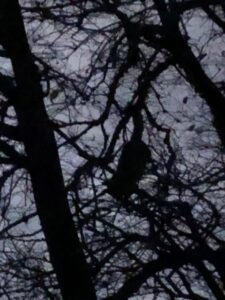 Póki wiona nie umilkła possum z prologu